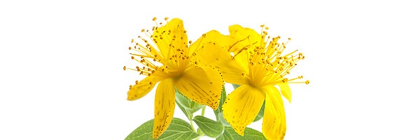 Le macérât huileux de Millepertuis